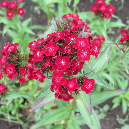 Hd-171841-ascw171841