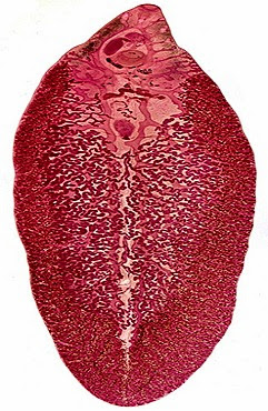 phylum platyhelminthes fasciola