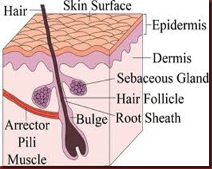 hair inside of skin images