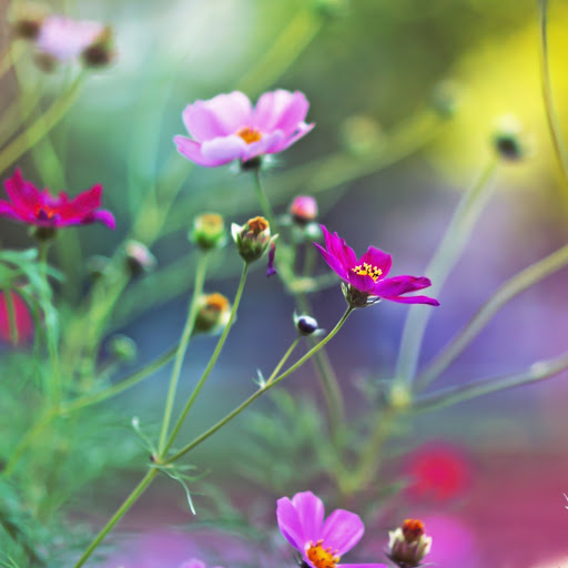 Hd-169736-ascw169736