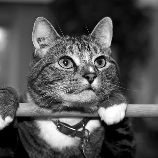 Hd-185604-ascw185604