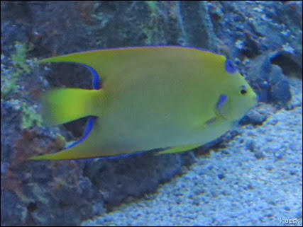 Blue angelfish