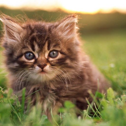 Hd-151459-ascw151459