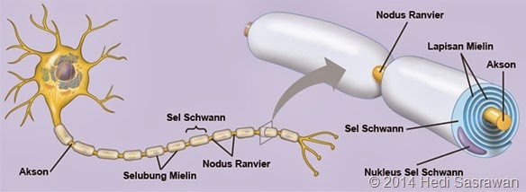 Sebutkan fungsi dari nodus ranvier yang menyusun jaringan saraf