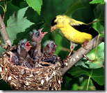 [bird's nest]