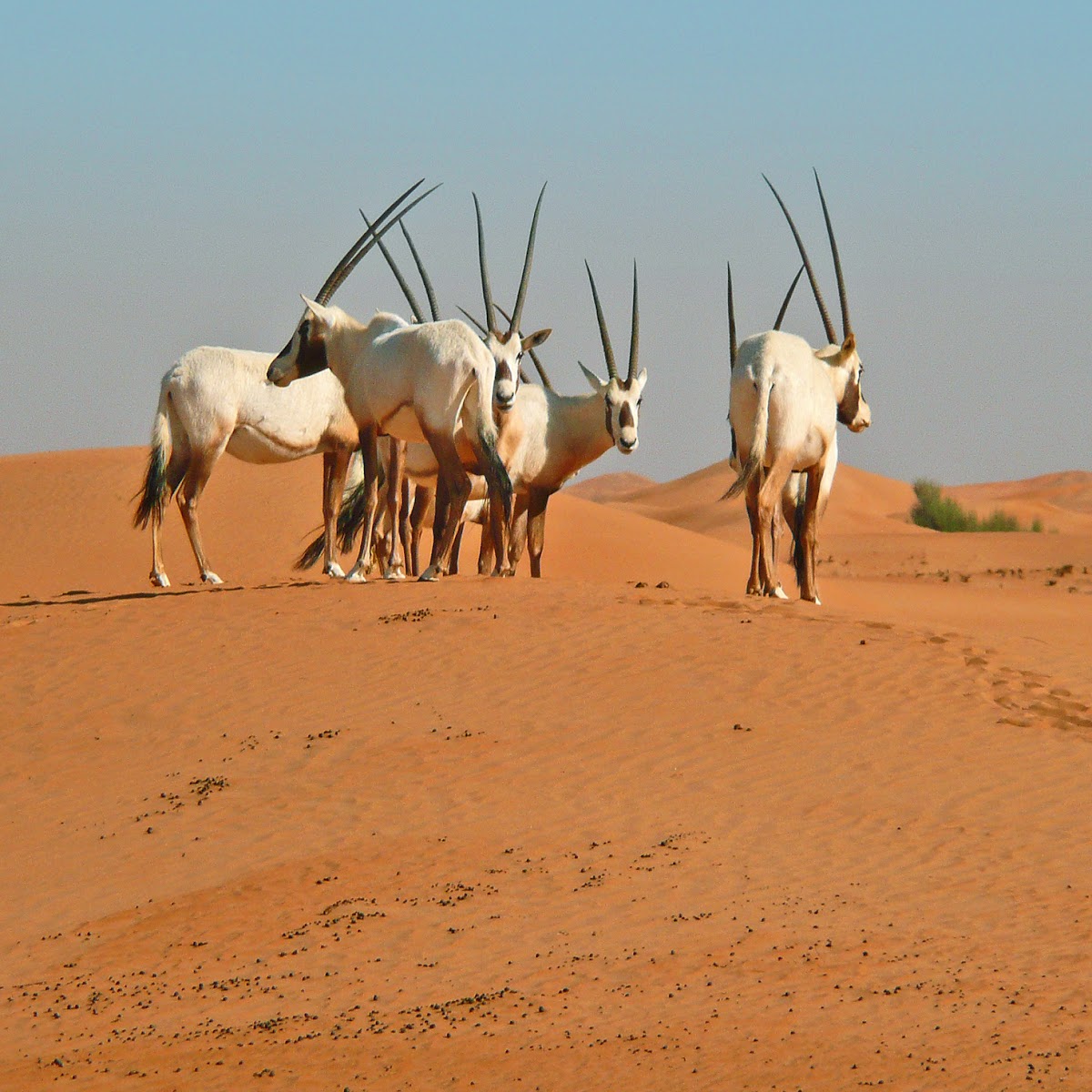 Arabian oryx