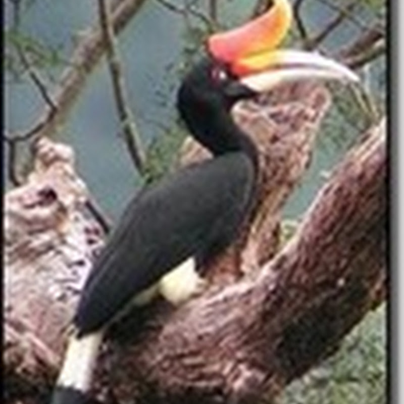 Enggang Adalah Burung Enggang Simbol Suku Dayak Kamus Q