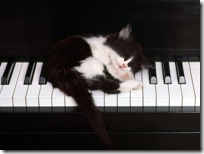 gato pianista blogdeimagenes (1)