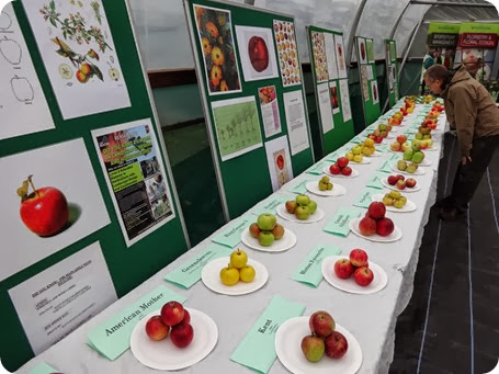 A visitor inspects some of the apples