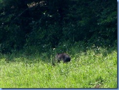 0180 Great Smoky Mountain National Park  - Tennessee - Cades Cove Scenic Loop (again) - Black Bear