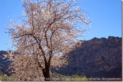 7441 La Goleta-La Candelilla(Almendro en flor) 7441 La Goleta-La Candelilla(Almendro en flor)