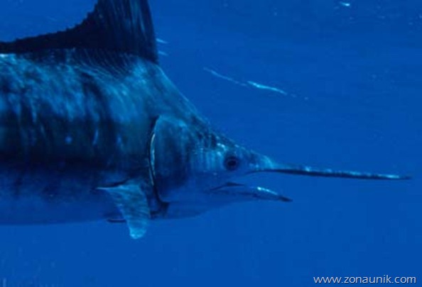 Swordfish