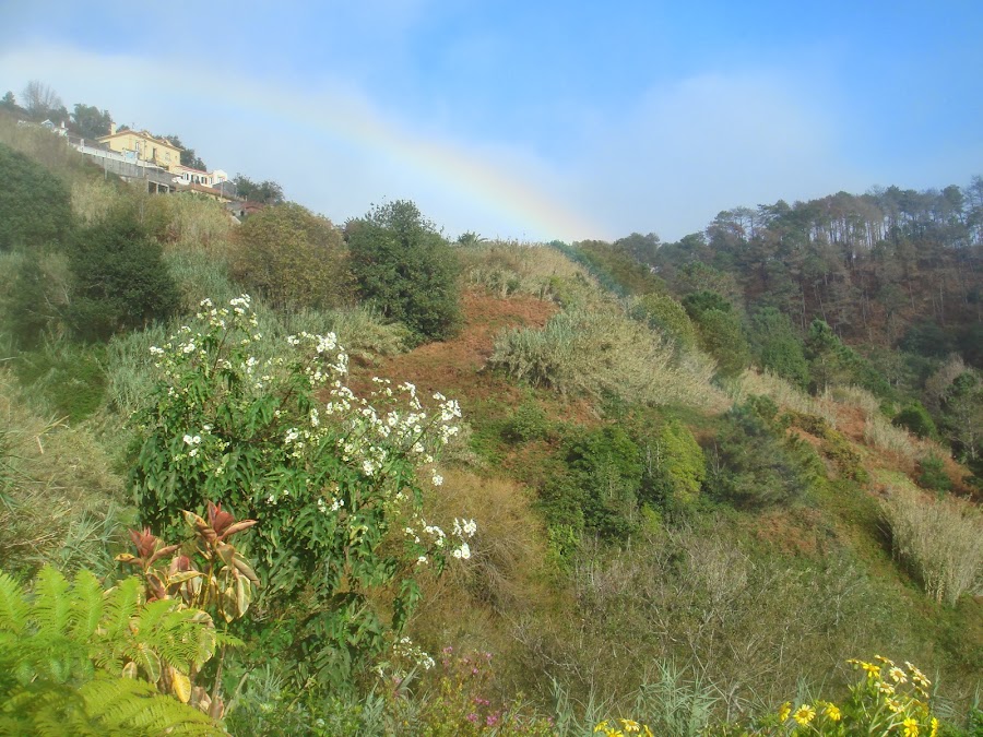 de margrietenboom onder de regenboog. 