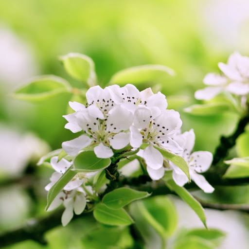 Hd-173727-ascw173727