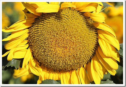 110707_sunflowers_davis_10