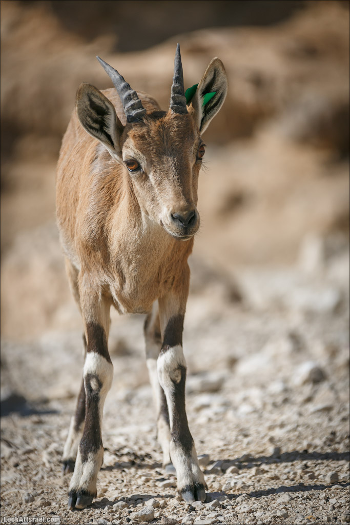 Ибексы на смотровой площадке в Мицпе Рамон | Сapra ibex nubian, Mitspe Ramon | LookAtIsrael.com - Фото путешествия по Израилю