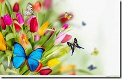 colorful-tulips-flowers-with-butterflies