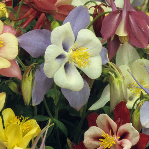 Hd-146724-ascw146724