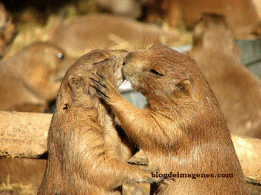 beso%252520ardilla_thumb%25255B1%25255D