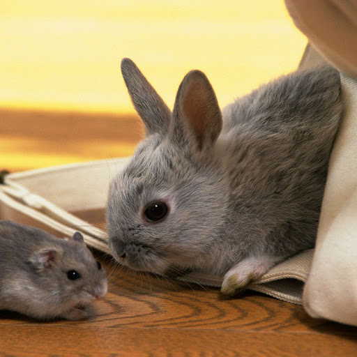 Hd-157102-ascw157102