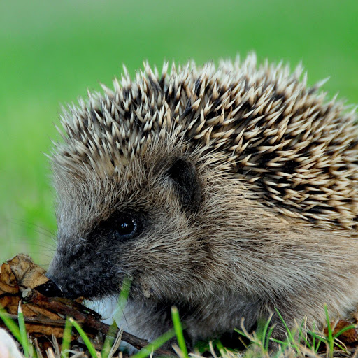 Hd-142889-ascw142889