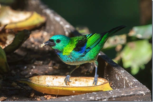 Green-headed_Tanager-1