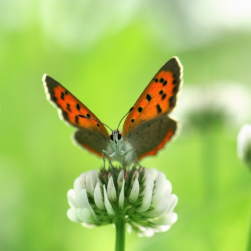 Hd-180121-ascw180121