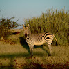 Hartmann's mountain zebra