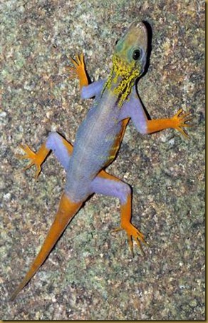 VIETNAM MEKONG NEW SPECIES VIETNAM MEKONG NEW SPECIES
