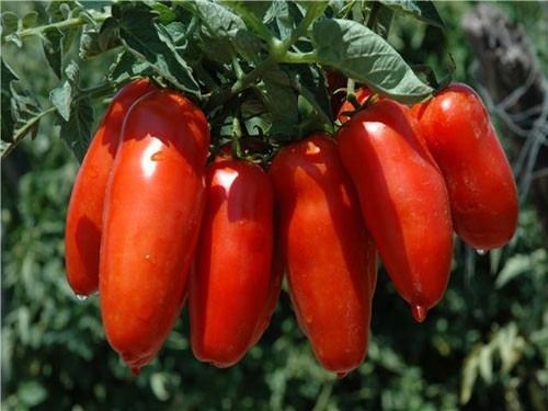 [Tomate%2520San_Marzano2%255B3%255D.jpg]