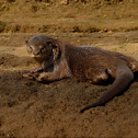 Smooth coated otters