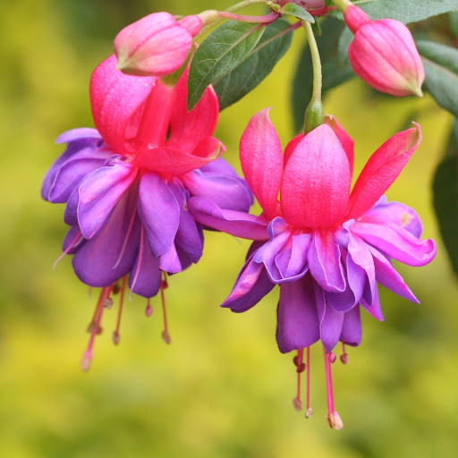 Hd-175994-ascw175994