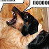 Funny Cats vs Funny Dogs - Extremely Funny Cats and Funny Dogs
