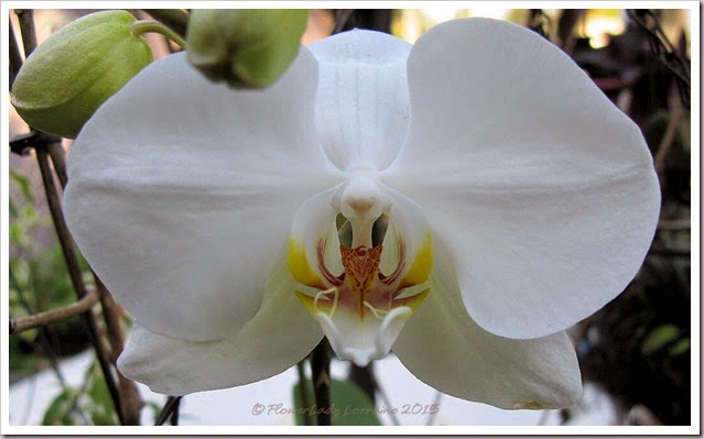 02-03-nancis-orchid2