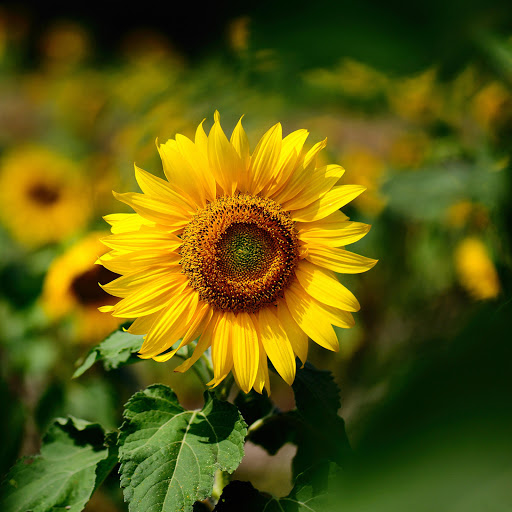 Hd-171111-ascw171111