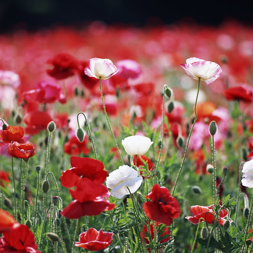 Hd-146504-ascw146504