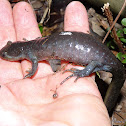 Jefferson Salamander, Female