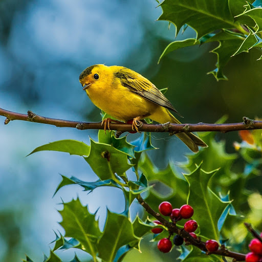 Hd-177882-ascw177882