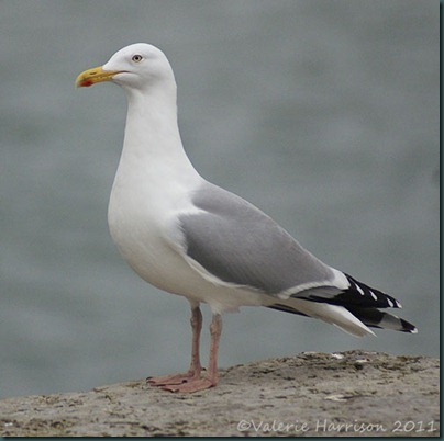 3-herring-gull