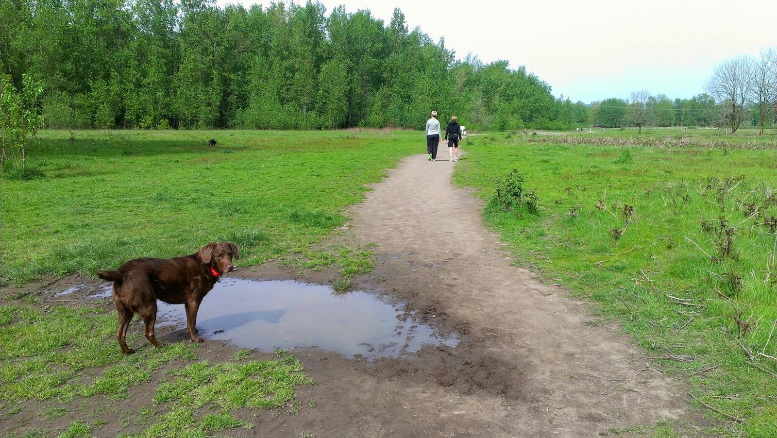 A Day In the Life of Monster...and Family Sandy river delta dog park
