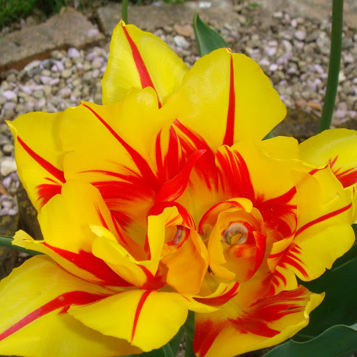 Hd-172720-ascw172720