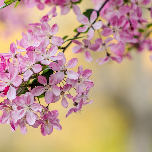 Hd-186331-ascw186331