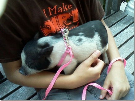 2011 Aug 10 Diva pig