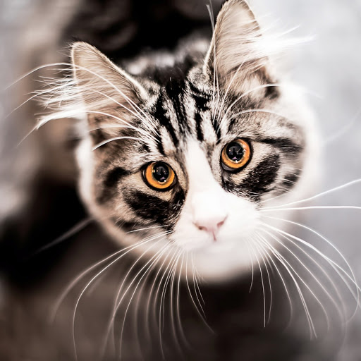 Hd-176481-ascw176481