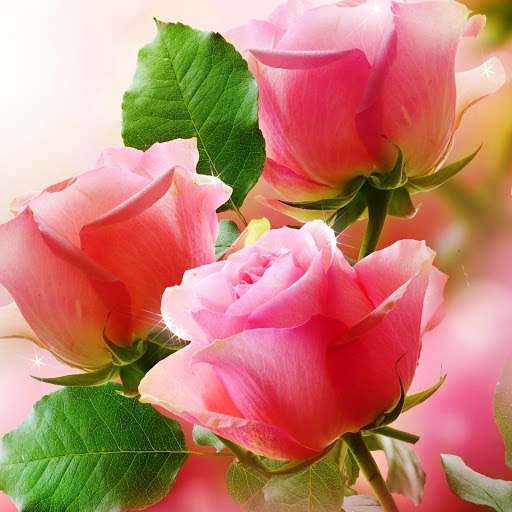 Hd-146294-ascw146294