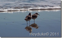 2011-10-17 Myrtle Beach 007