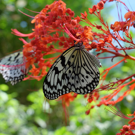 Hd-170917-ascw170917