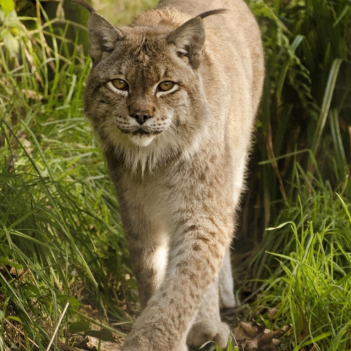 Hd-177216-ascw177216