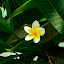 Shenzhen - Park Lichti