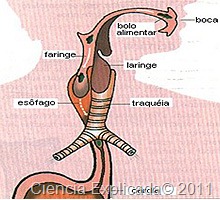 [faringe%2520en%2520el%2520sistema%2520digestivo%255B11%255D.jpg]